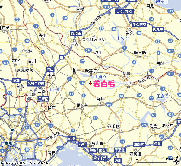 若白毛(千葉県柏市)